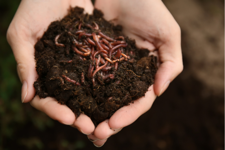 Hands cupping soil with worms
