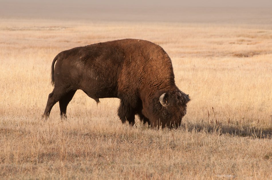 Bison in the Great Northern Pl