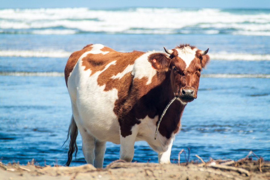 Cow eats seaweed on the shore