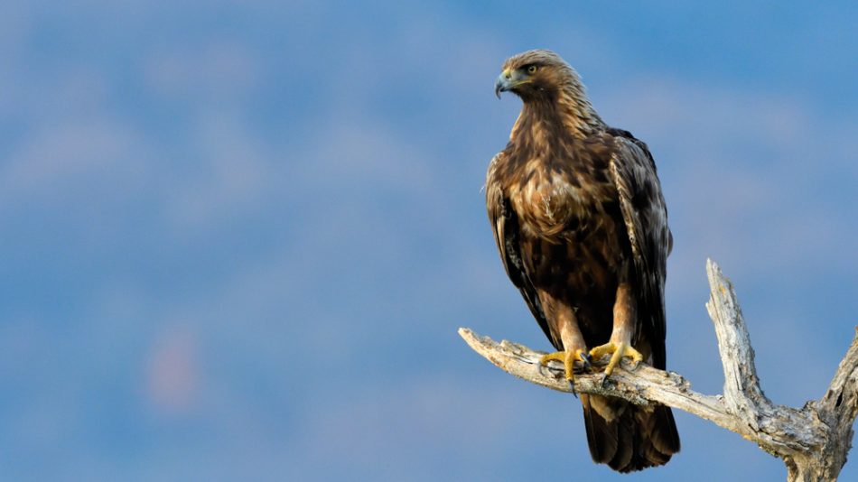 Golden eagle on a branch.
