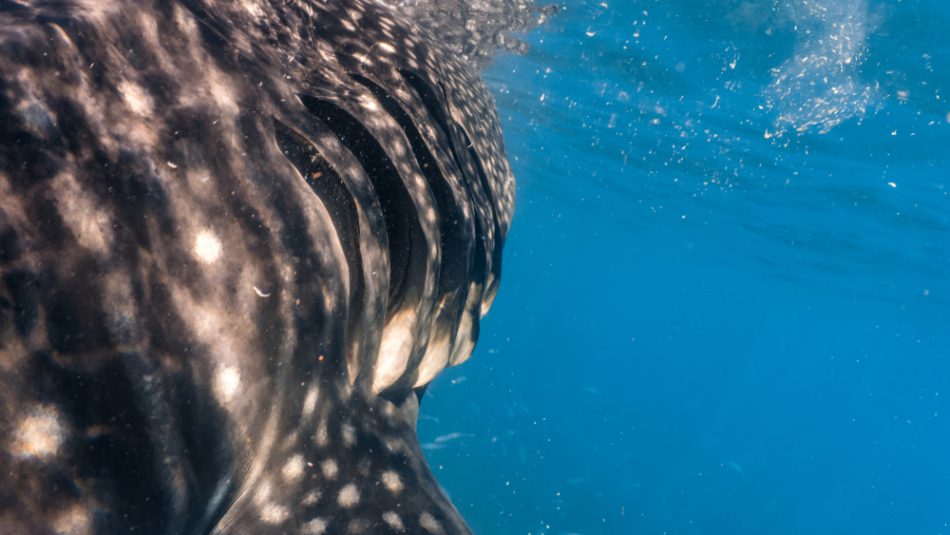 Closeup on a whale sharks gill.