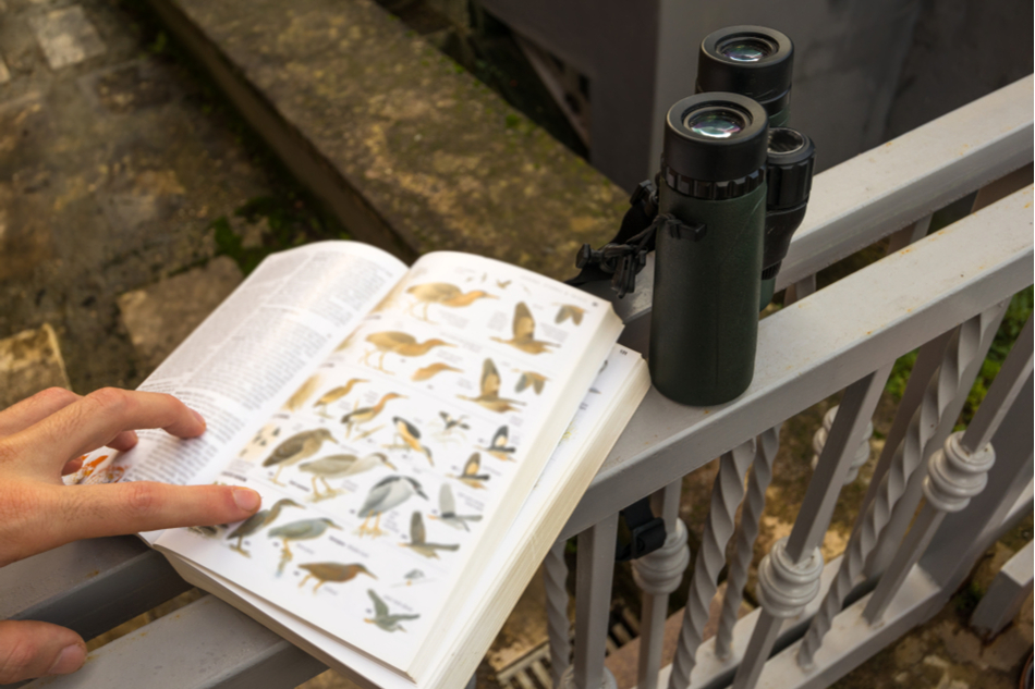 birdwatcher's hand flips through bird book sat next to binoculars