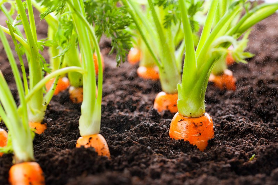Healthy soil and vegetables
