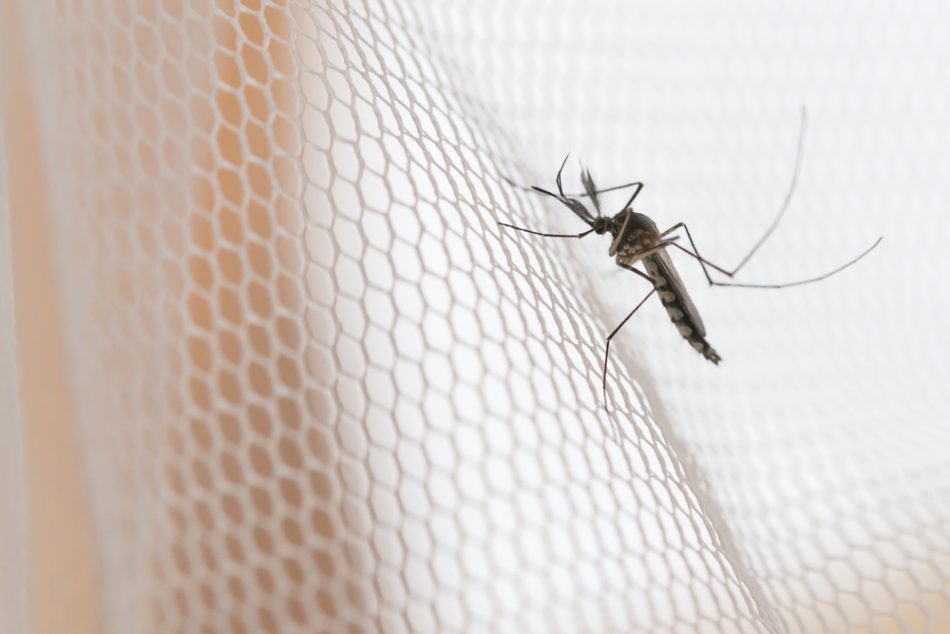Mosquito on white mosquito wire mesh.