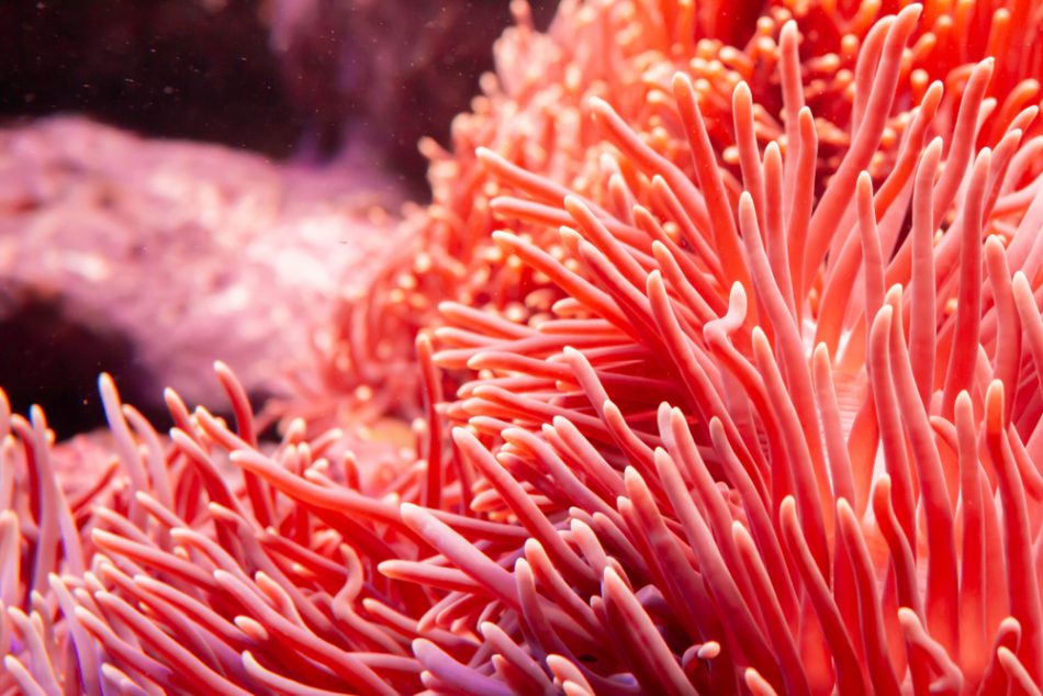 Could gene-hacking coral reefs