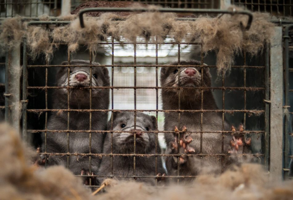 three sad minks in a small cage