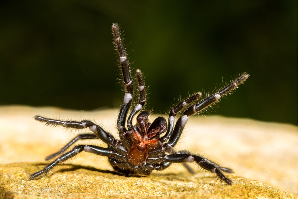 Deadly spider venom could soon