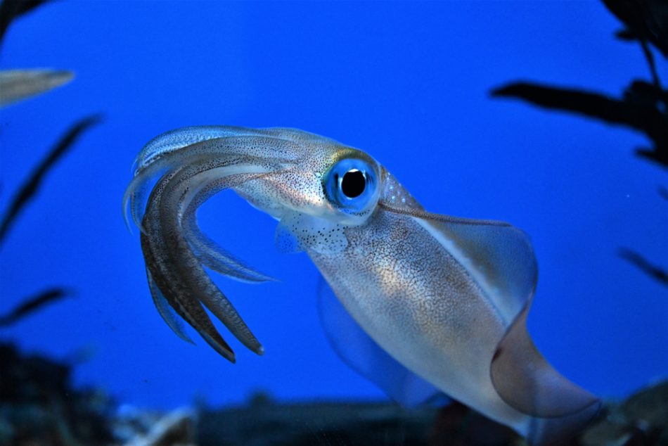 Close up photograph of an oval-squid in front of a blue background.