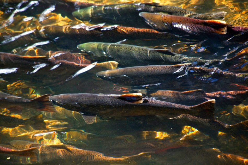 Salmon spawn in the upper Colu
