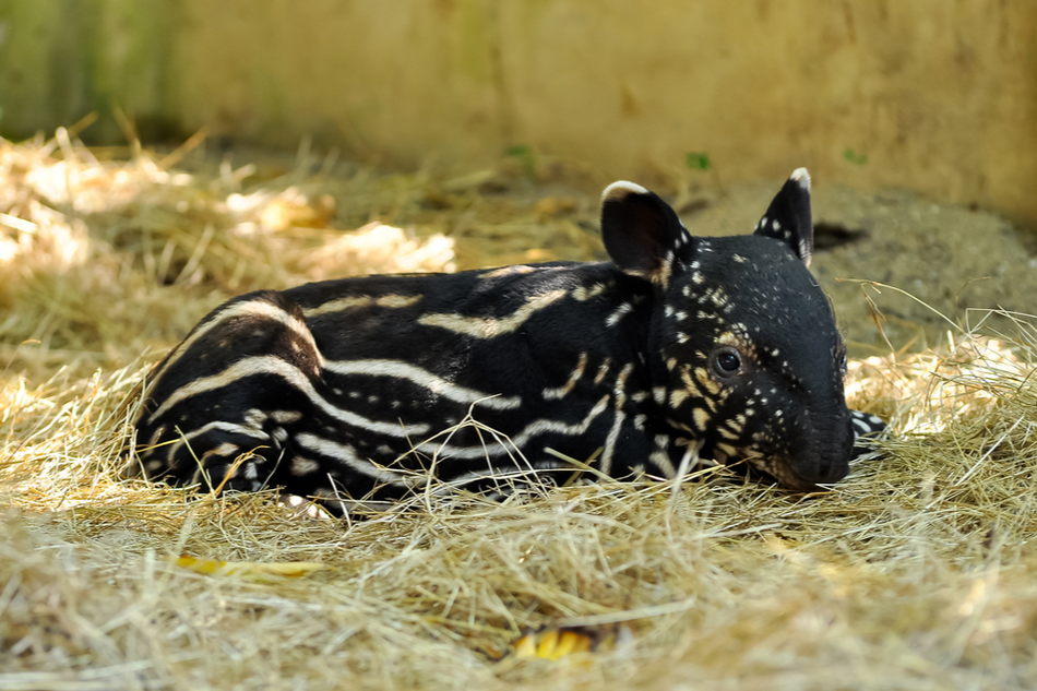 This endangered baby tapir is 