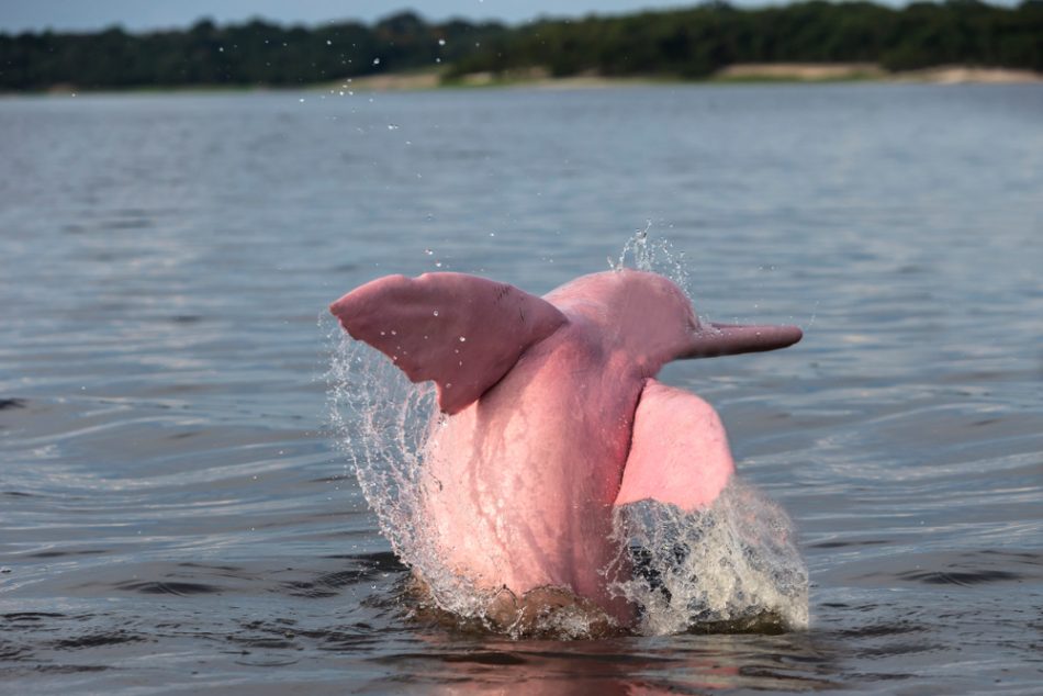 Rare pink dolphin are back in 