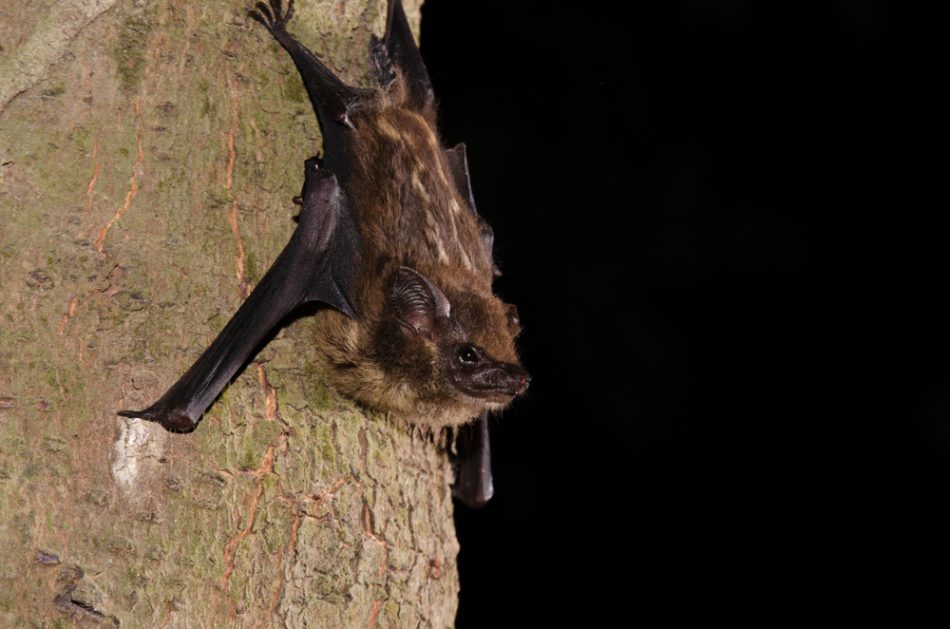 Babbling bats: Winged mammals 