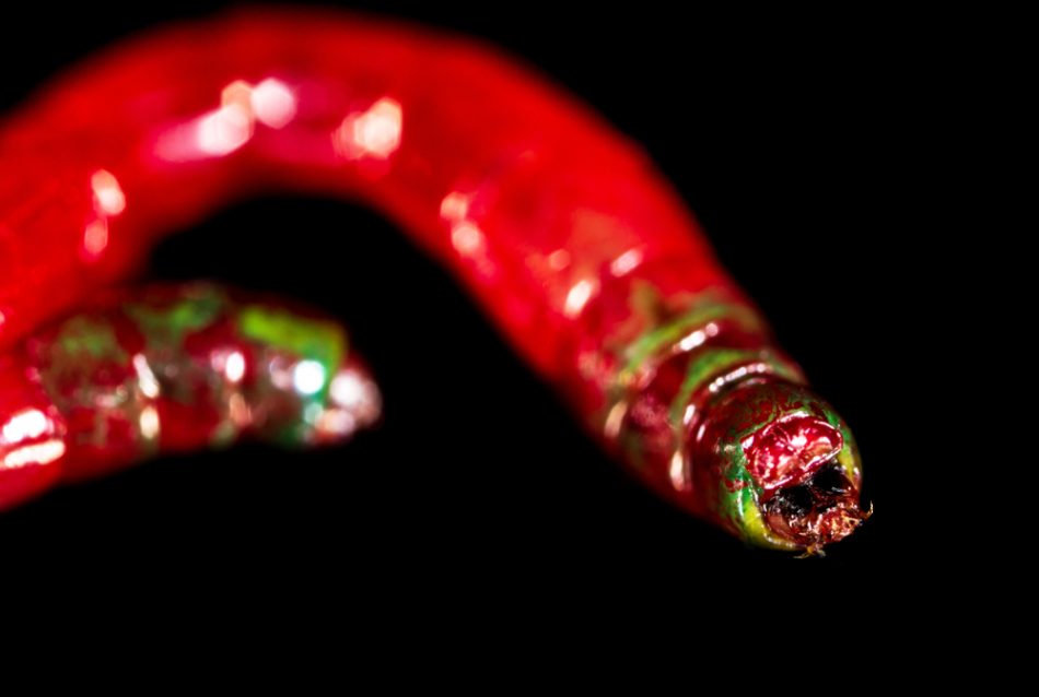 Red worm bloodworm on a black background.