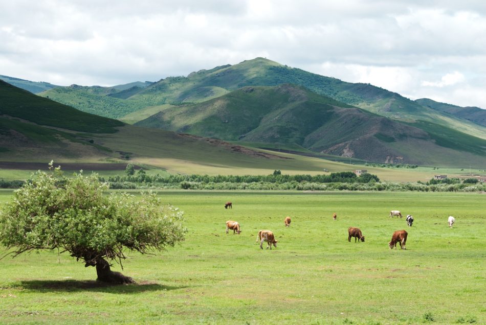 Mongolia to fight desertificat