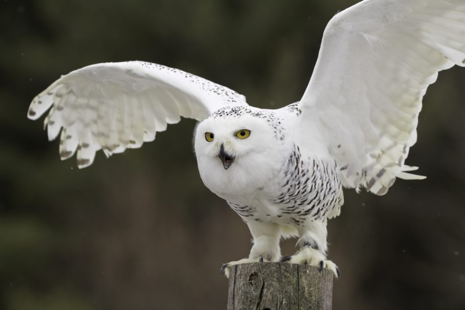 A snowy owl has been spotted i