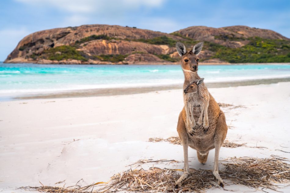 Kangaroo family, mother and baby in bag at Lucky Bay in the Cape Le Grand National Park near Esperance, Western Australia.