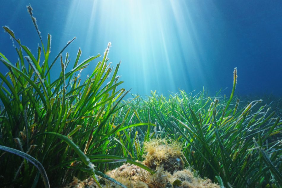 Scientists are planting 1m sea