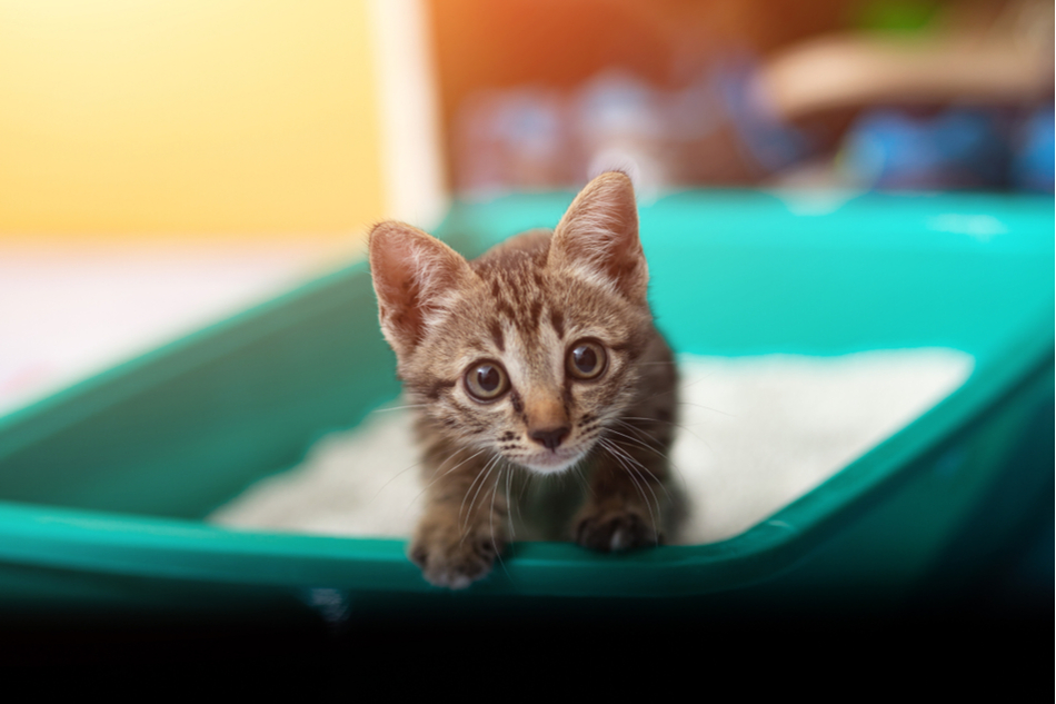 Cute kitten looking out of a cat litter box into the camera
