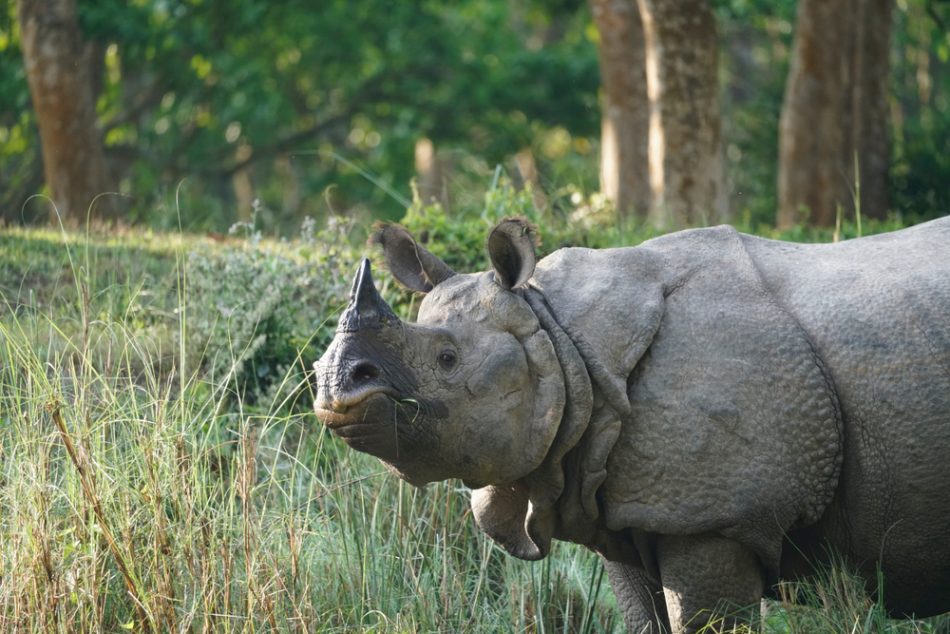 Nepal’s rhino population gro