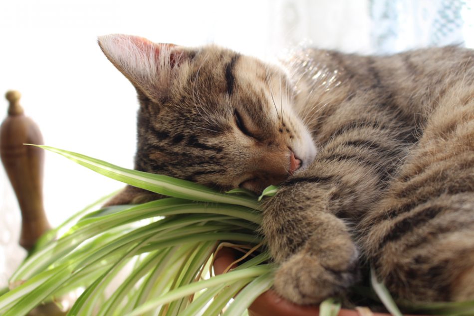 These 15 houseplants are beaut