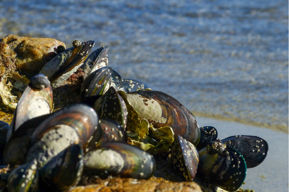 Mussels could help us remove h