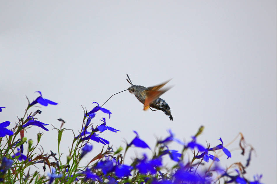 Hummingbird-like moth has the 