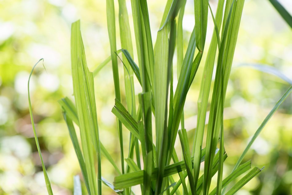 Closeup of leaves of grass