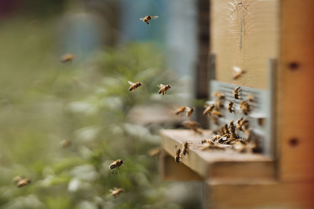 Automated beehive monitors bee