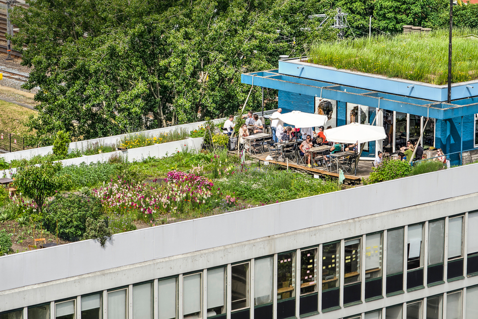 Rooftop garden Dakakker (Rooftop Field) in Rotterdam