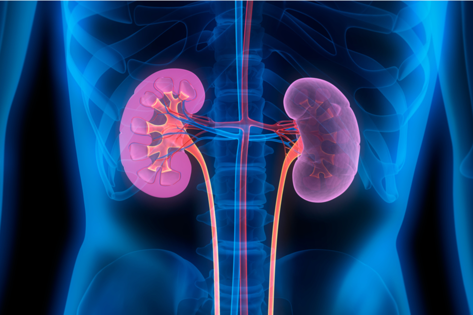 Artificial kidneys could one d