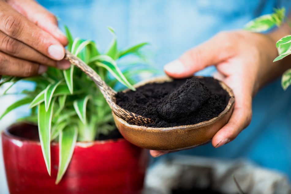 Recycle used coffee grounds, using used coffee grounds as fertilizer.