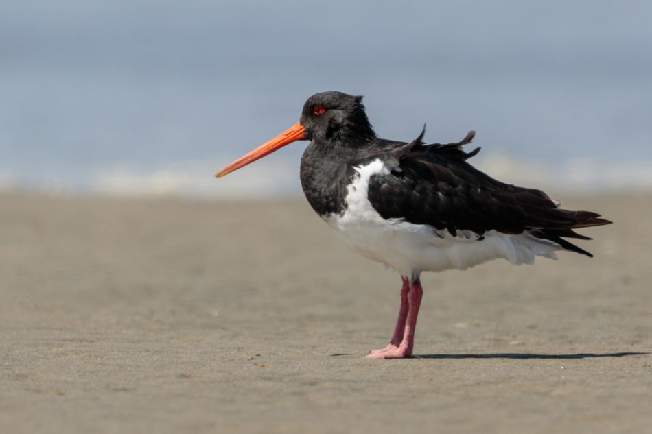 Pied oystercatcher stands on a sandy beach