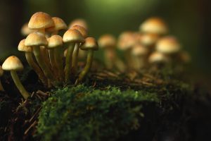 Hallucinogenic Mushrooms