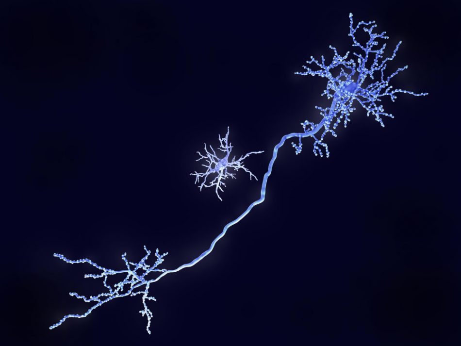 These brain immune cells could