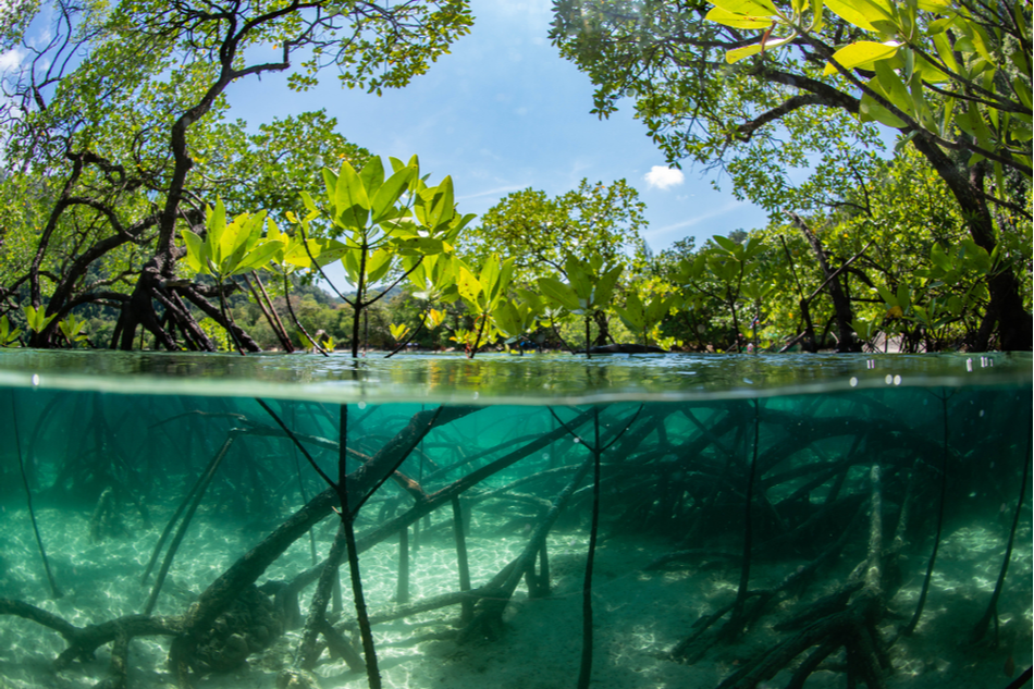 Mangroves roots inspire scient