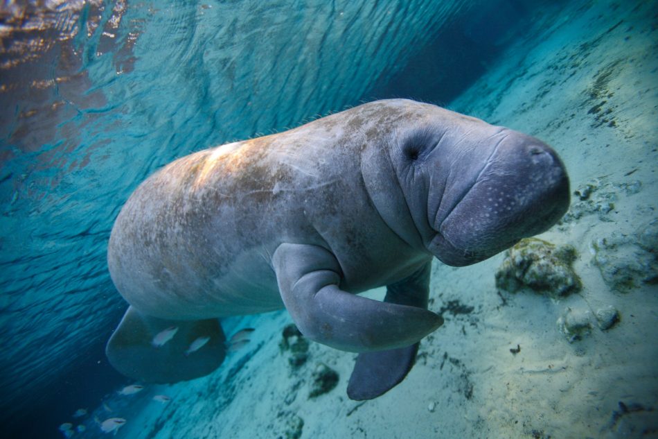 Manatees are struggling this y