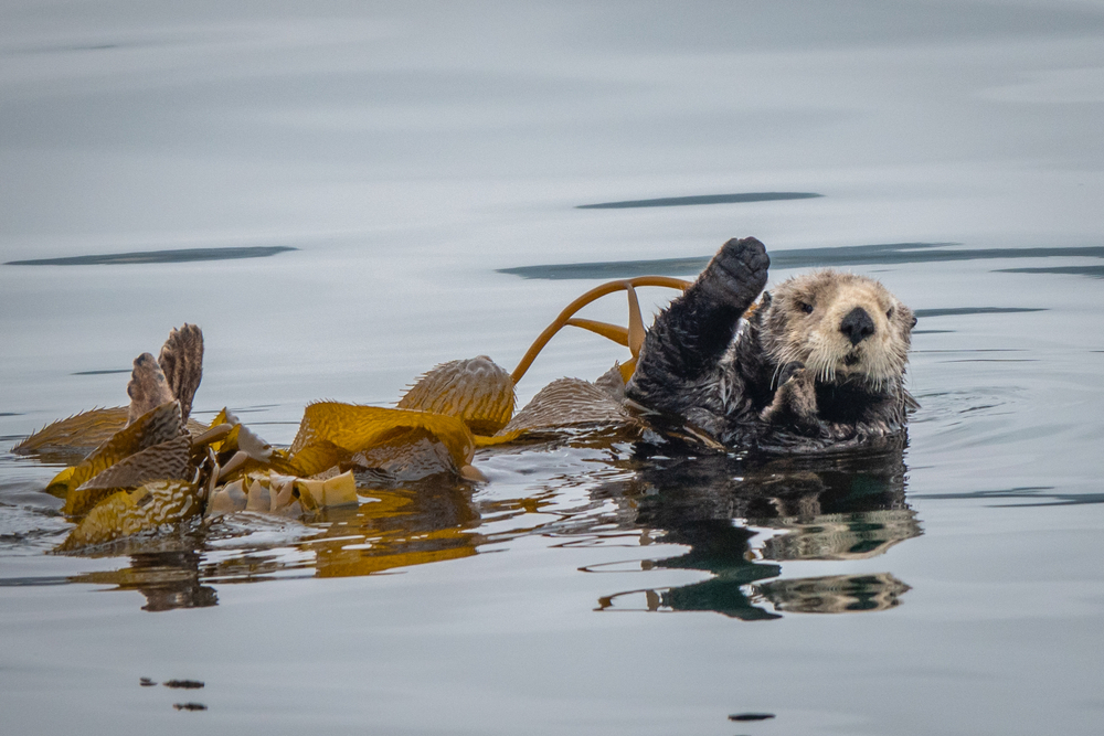 Sea otters: the guardians of C