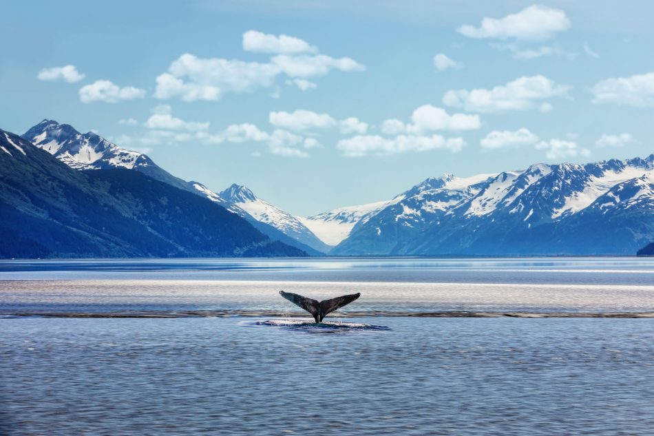 Humpback whales in Alaska stil
