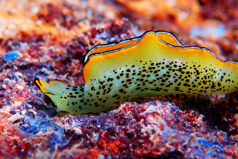 Scientists observe sea slugs s