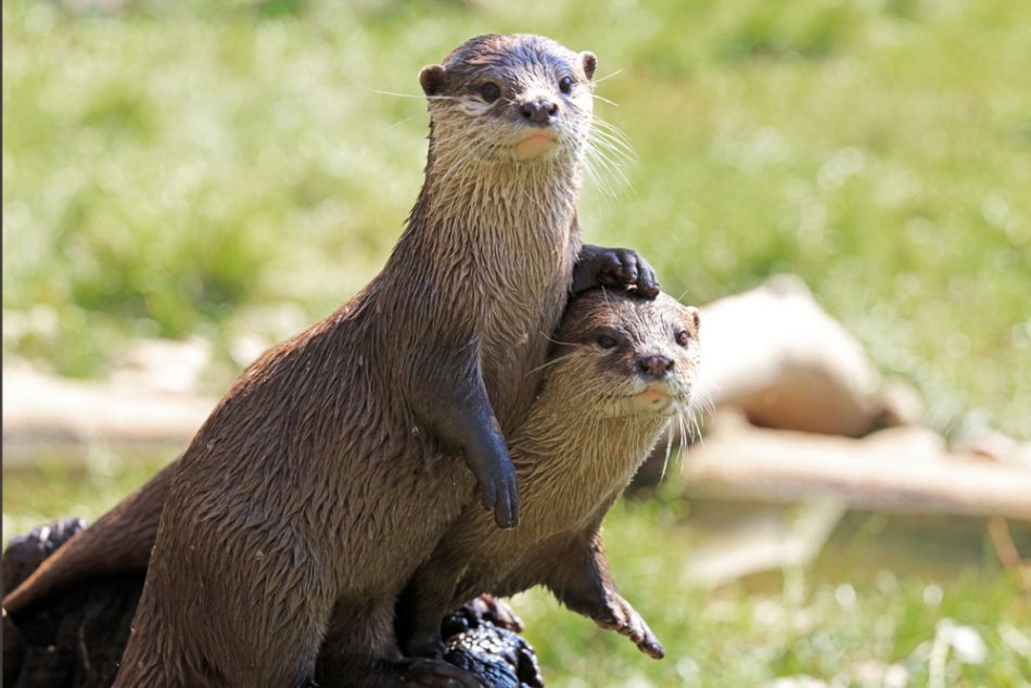 Otters are making a promising 
