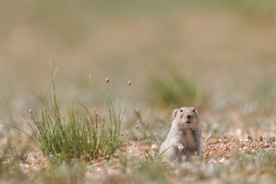 Brandt’s vole standing on hindlegs between the grass of the Mongolian grasslands.