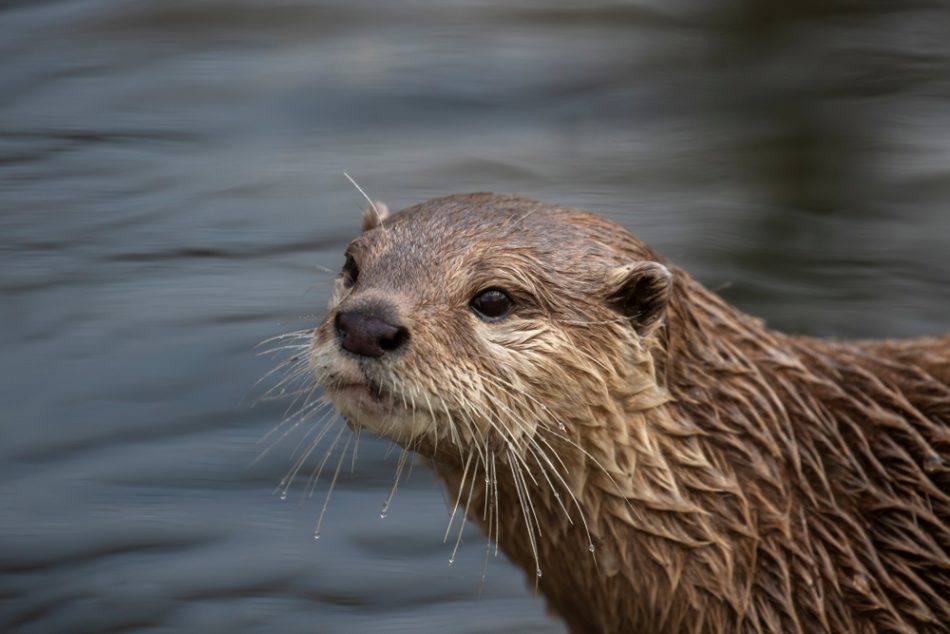 It turns out otters teach each