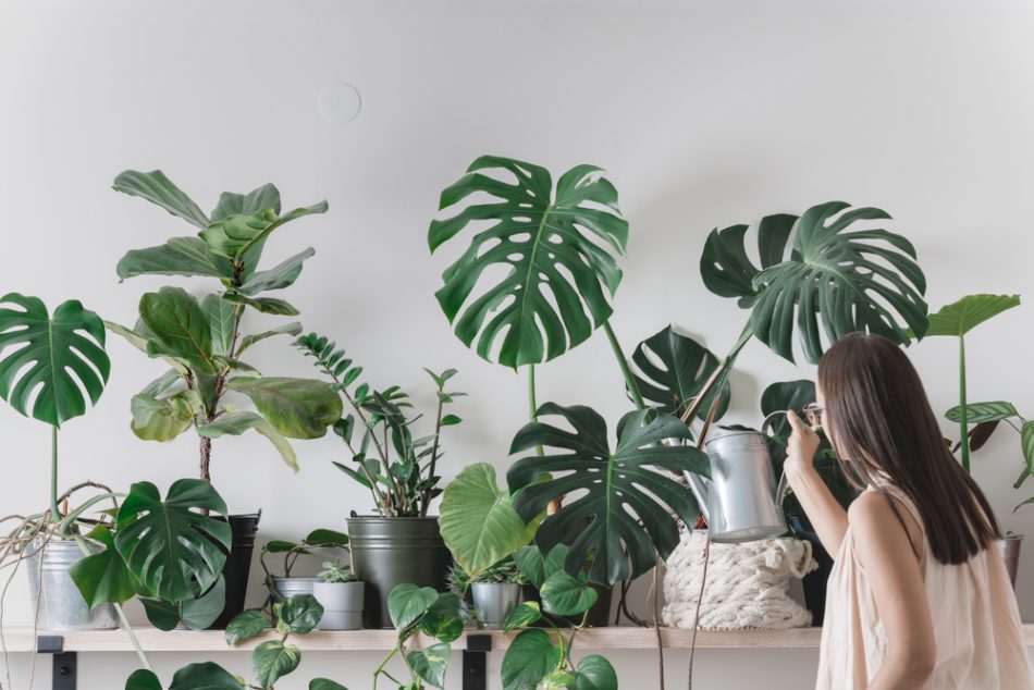woman is taking care of houseplants. urban jungle interior. watering and spraing with water.