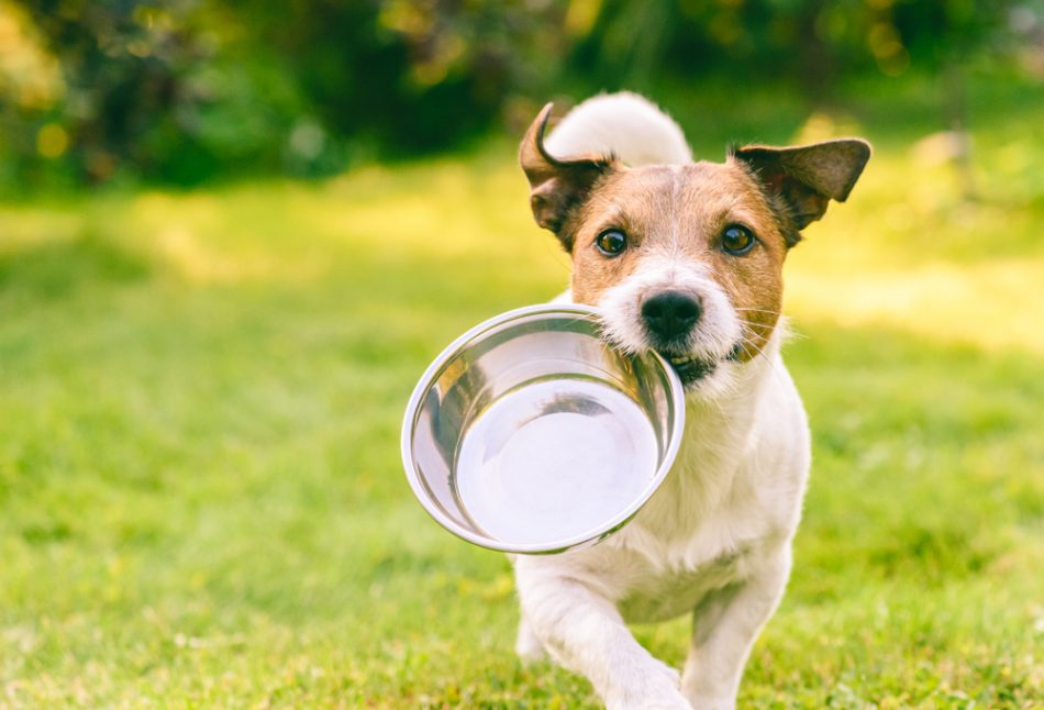Hungry dog fetches metal bowl to get food.