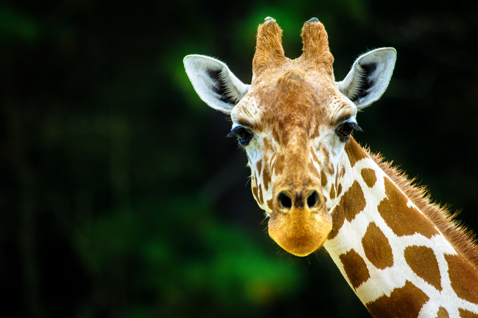 A closeup of a giraffe looking into the camera