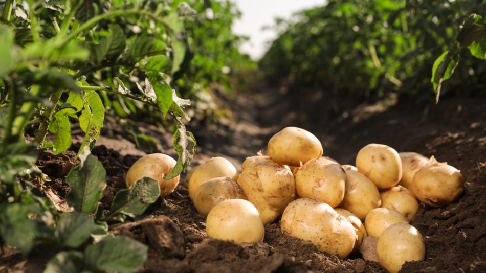 Pile of ripe potatoes on ground in field.