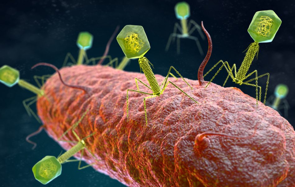 Illustration of the Bacteriophage Virus that infects and replicates within a bacterium.