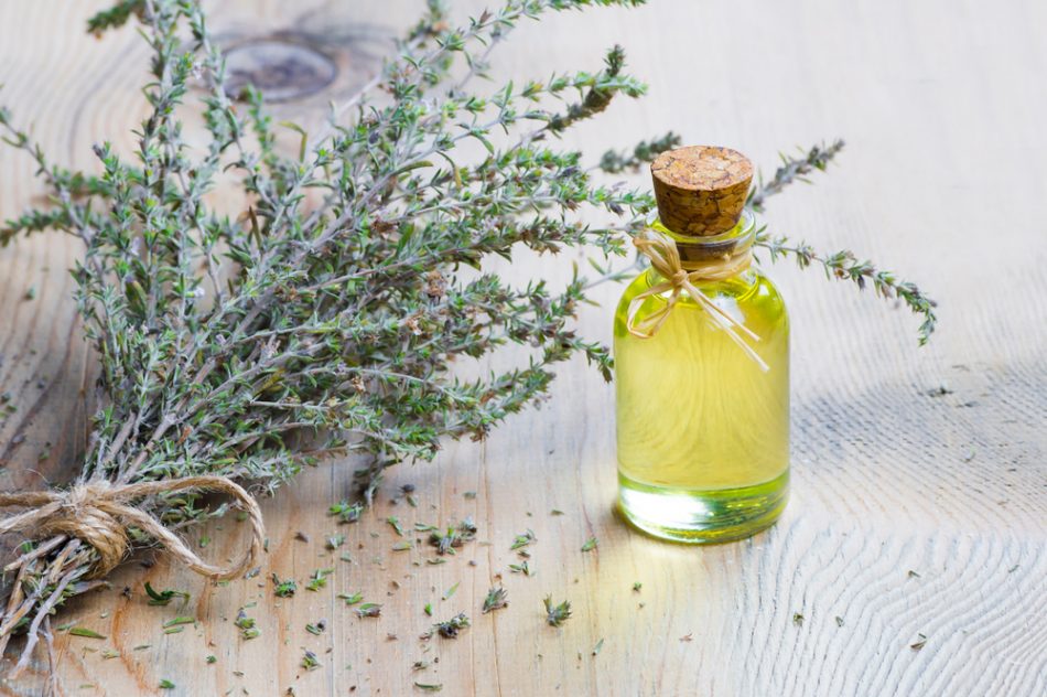 Sprig of thyme on wooden table with glass bottle of oil extracted from the herb.