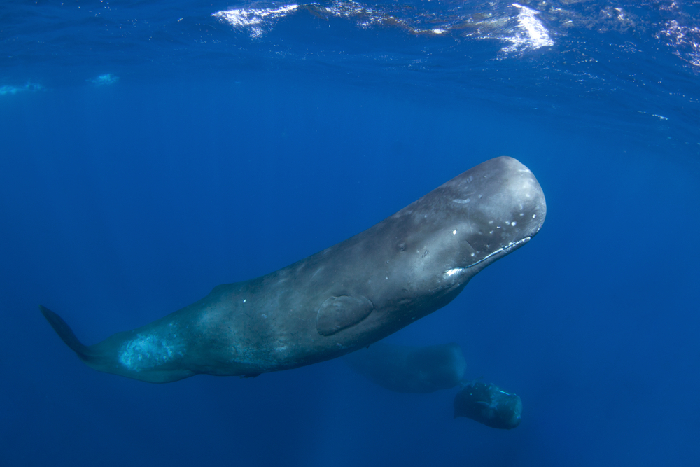 Sperm whale swimming in the Indian Ocean.
