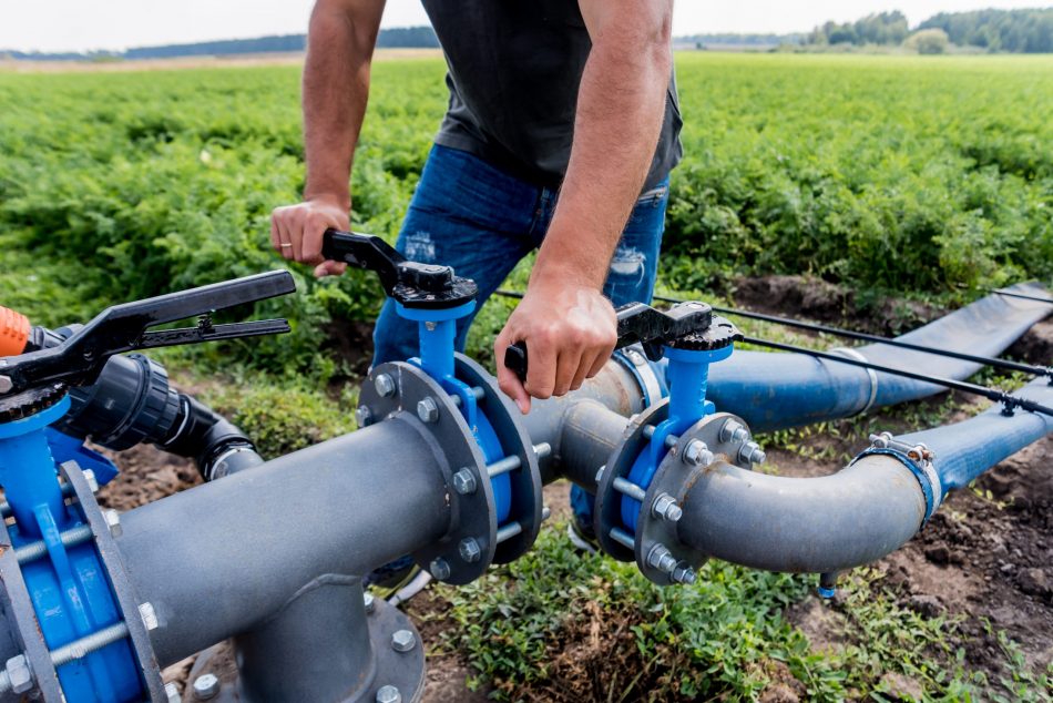 ater saving drip irrigation system being used in a young carrot field. Worker opens the tap.